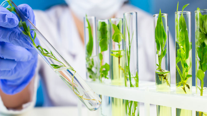 Adial Pharmaceuticals Inc (ADIL) Stock: What Does the Chart Say Friday?